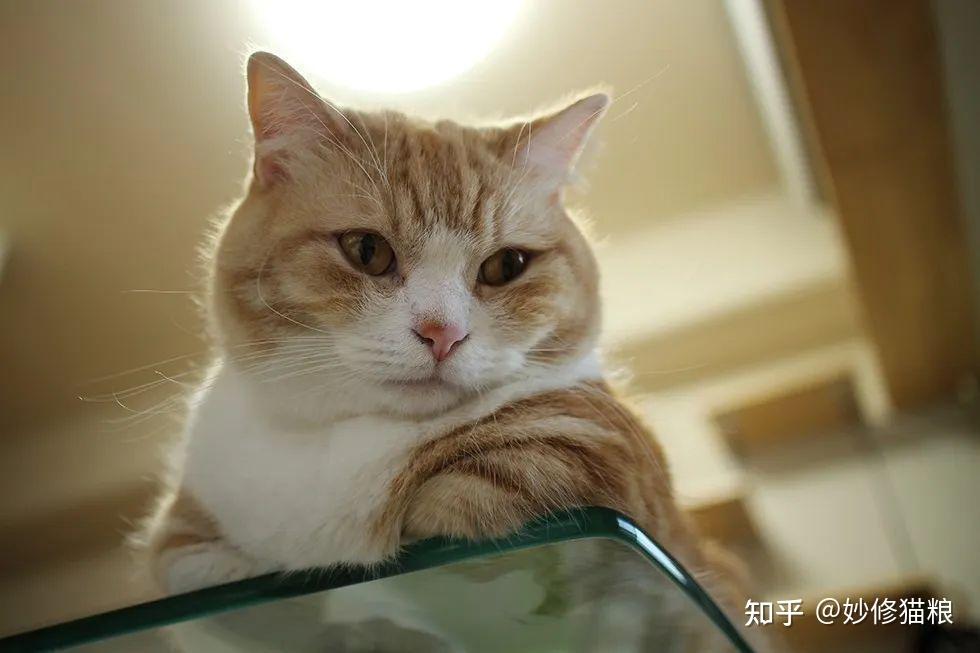 猫咪为什么喜欢揣手手？养猫多年的你，未必知道 - 知乎