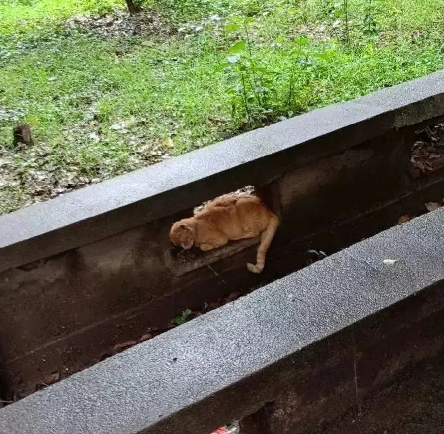 暴雨過後我喂的那隻流浪貓再也沒有出現過