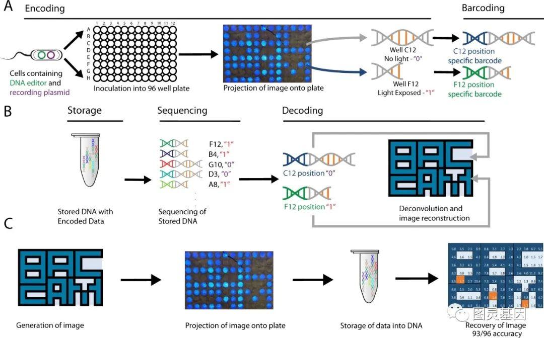Nat Comm | 利用细胞捕捉光线并将图像存储到DNA - 知乎