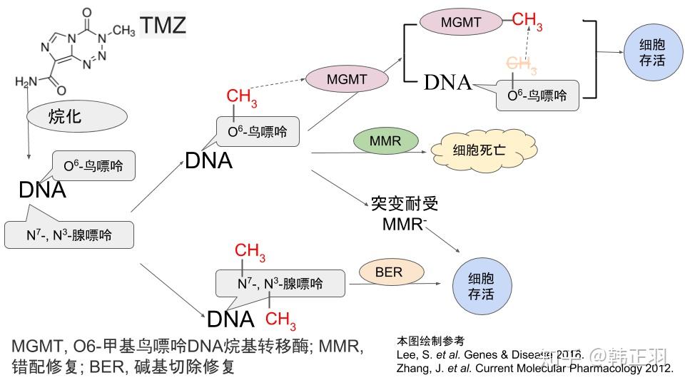 脑肿瘤耐药机制