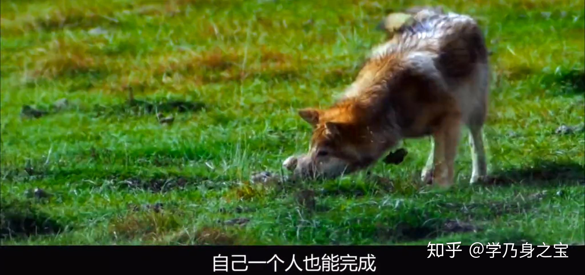 纪实小说《重返狼群》:一只狼,一个女人,演绎一场“母子情深” - 知乎