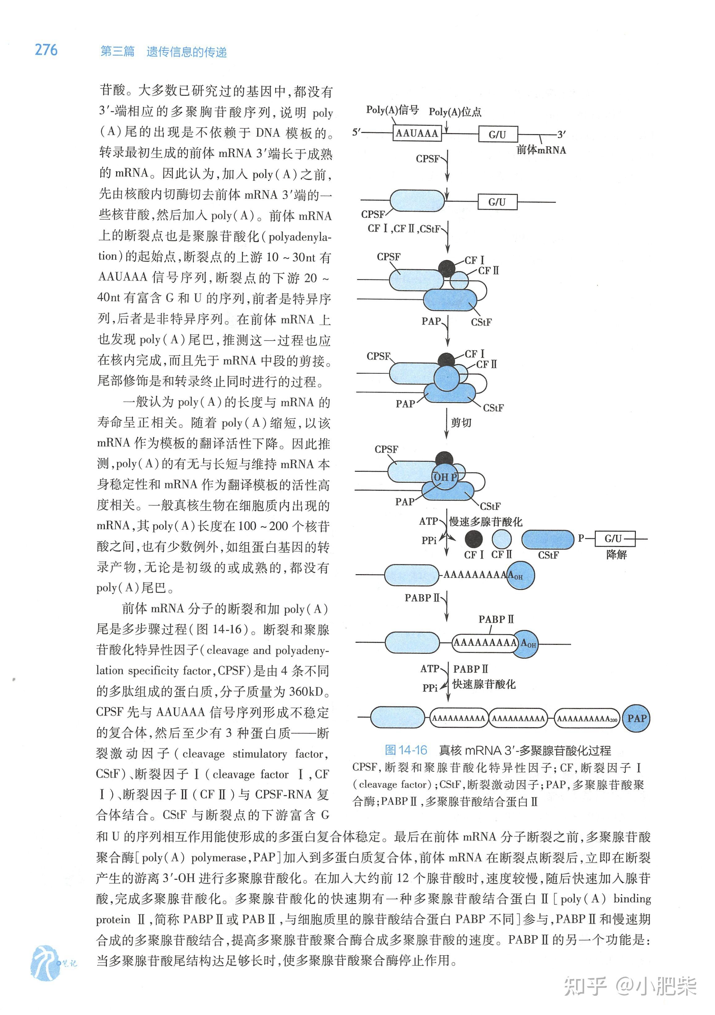 生化课本带读-第十四章 RNA合成(转录) - 知乎