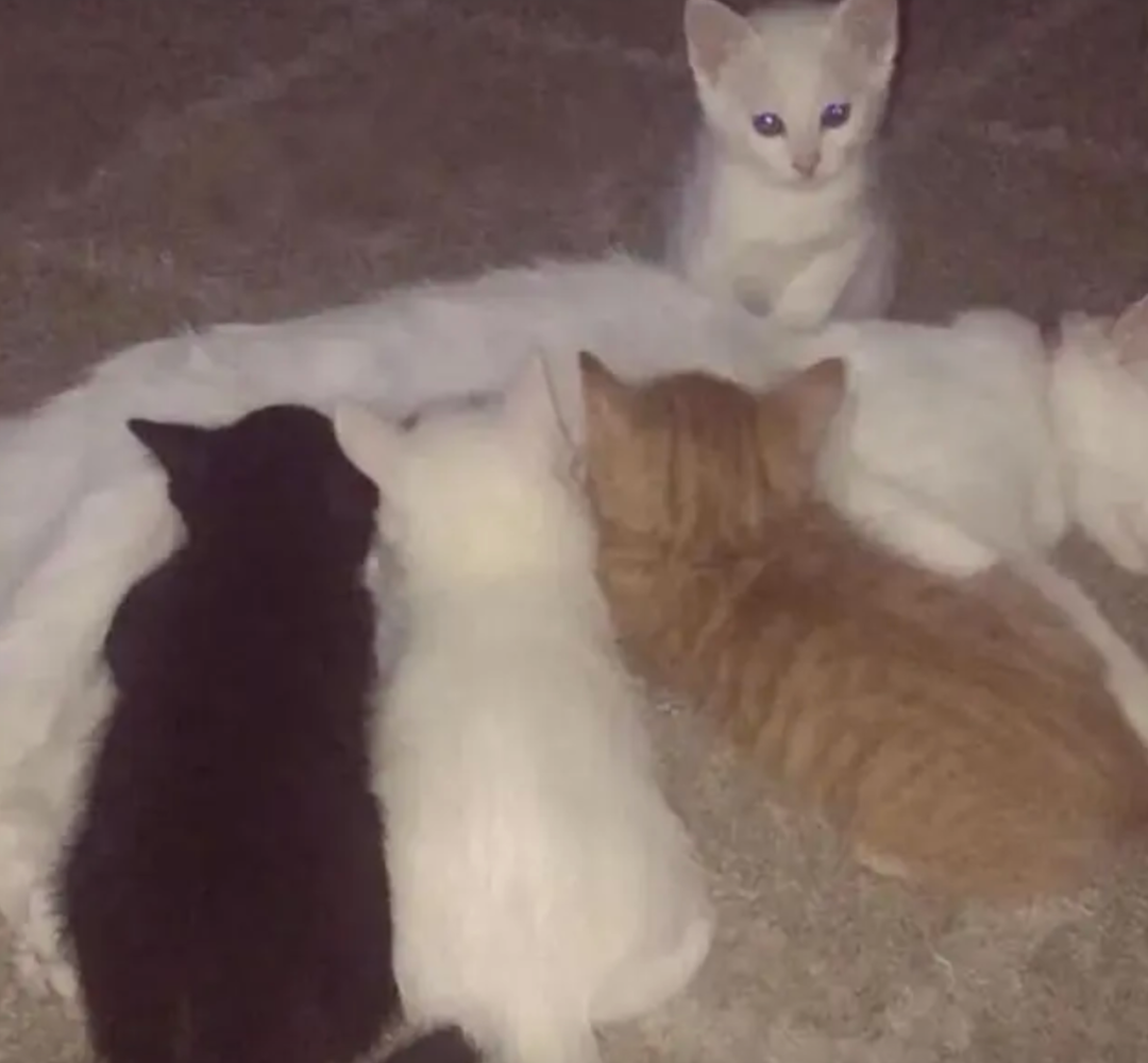 猫的黄色知识,这些秘密是我能看的吗?