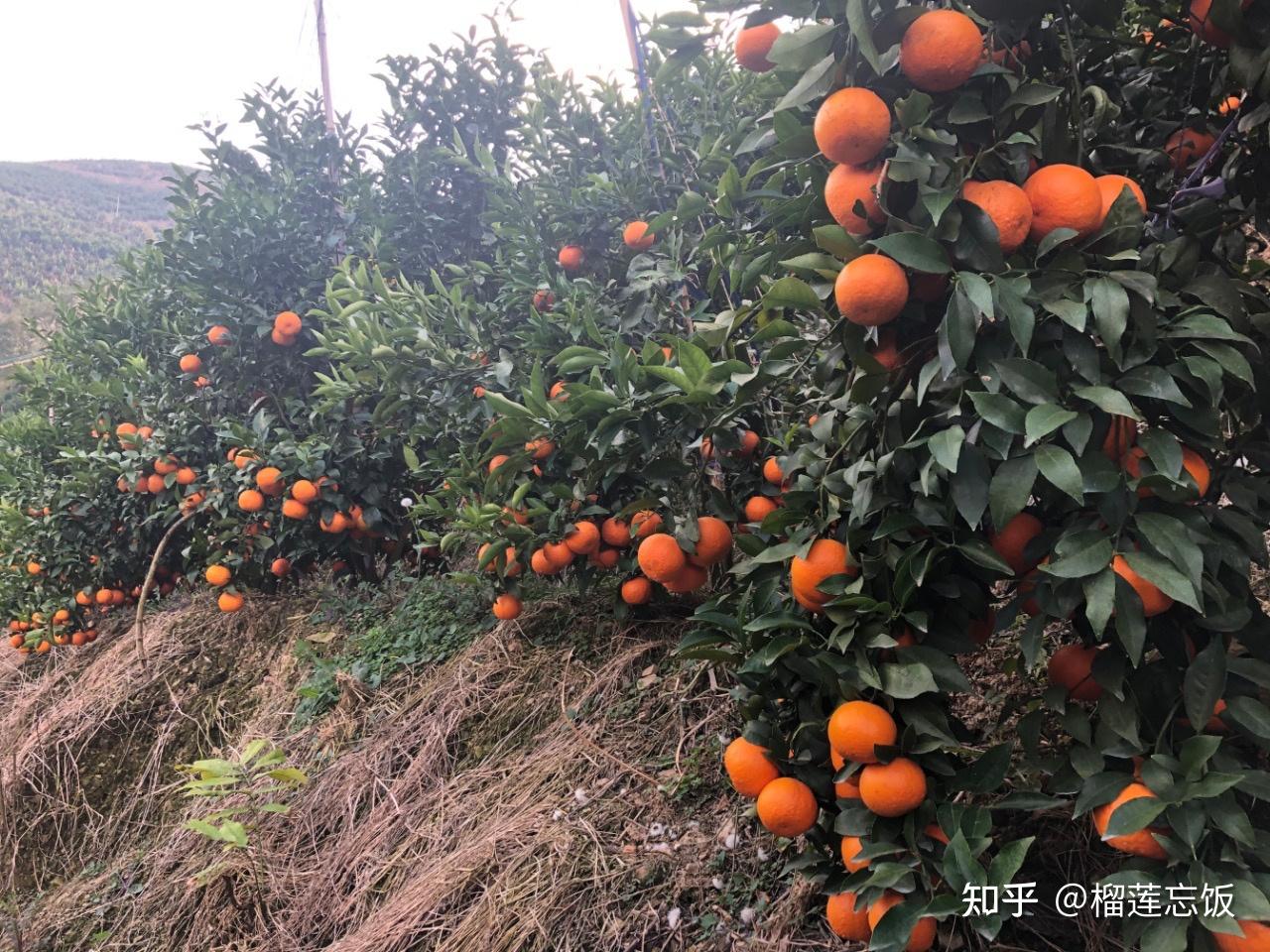 沃柑的优点和缺点(沃柑的特点,品质,口感)