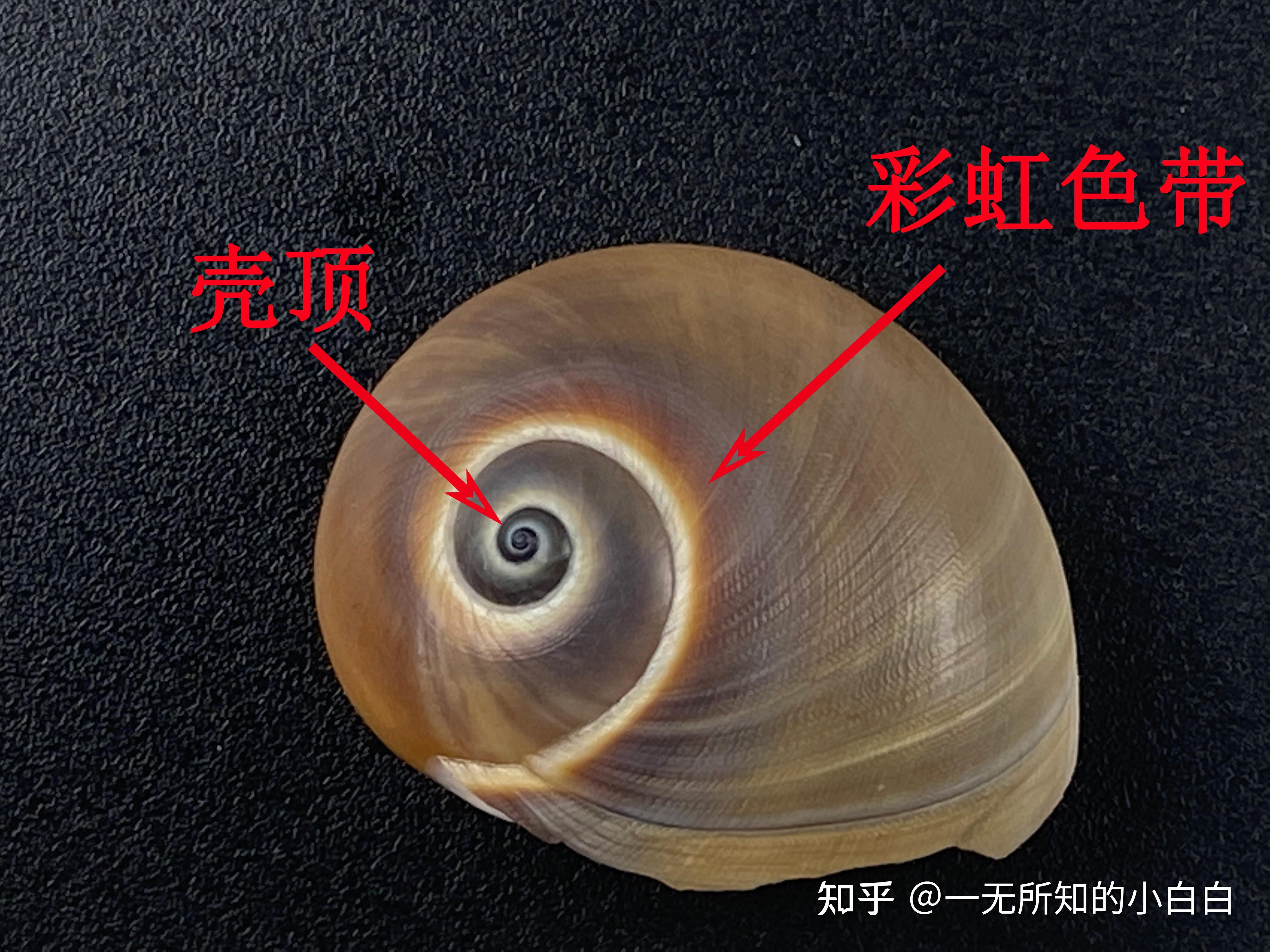 中国海洋生物 第1期 扁玉螺 Neverita didyma - 知乎
