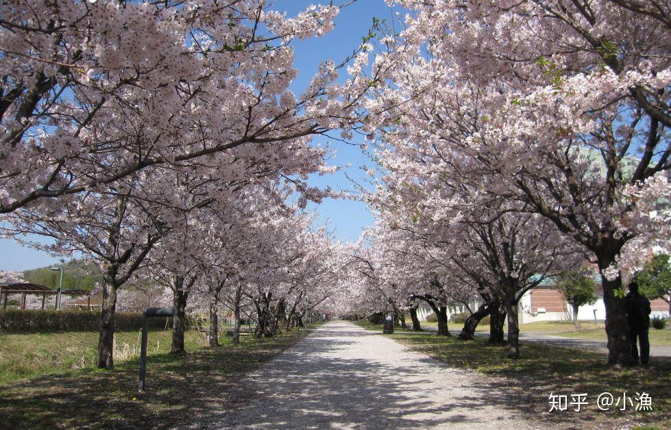 日本樱树最多的赏樱名所之一镜野公园拥有超过 600 棵樱树,是日本百大