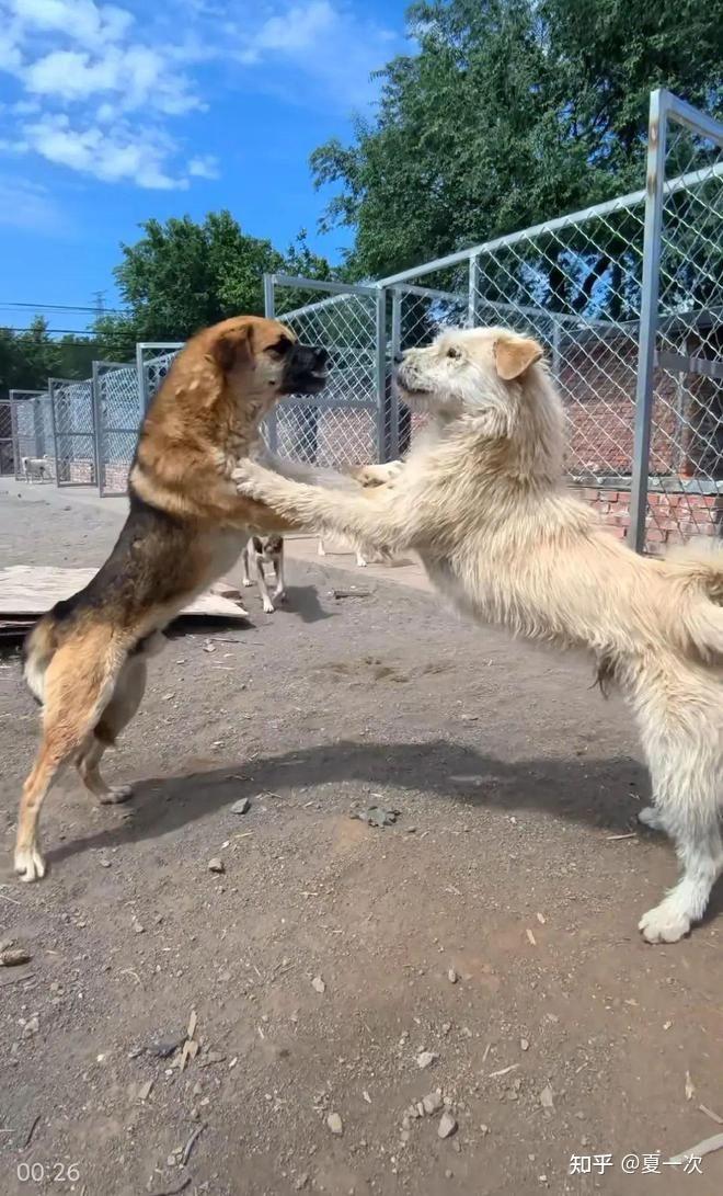 中国下司犬外网爆火,被称为中国狗王! - 知乎