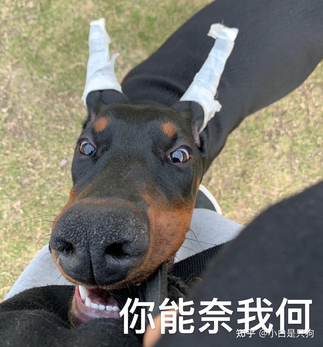 杜宾犬好养吗？看它的优缺点，你就知道了 - 知乎