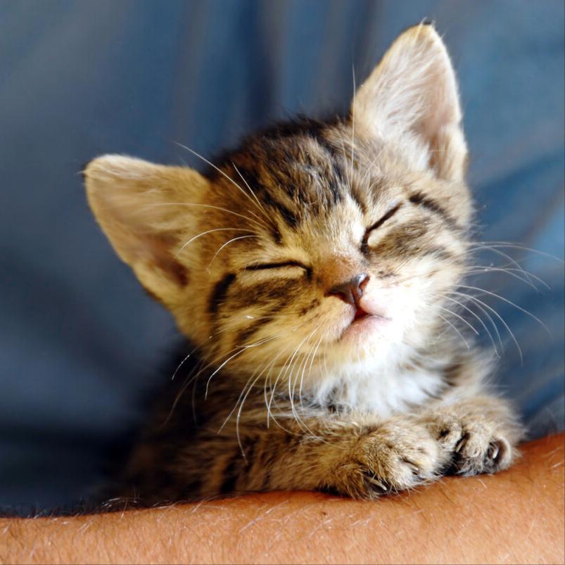 猫咪怎么做雾化 v2-c0ce51ea345b41e33e1a354754b6147e_r.jpg