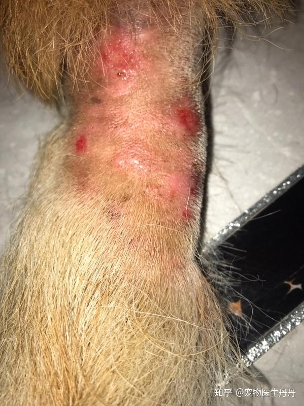 猫癣狗癣真的有这么缠人吗?