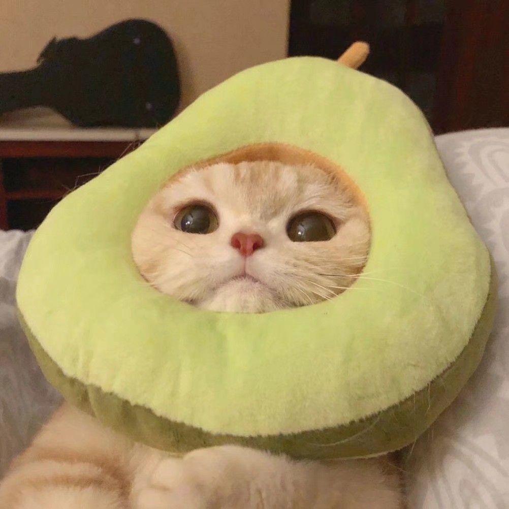 请问有没有那种好看的单个情侣头像高清无水印的呀