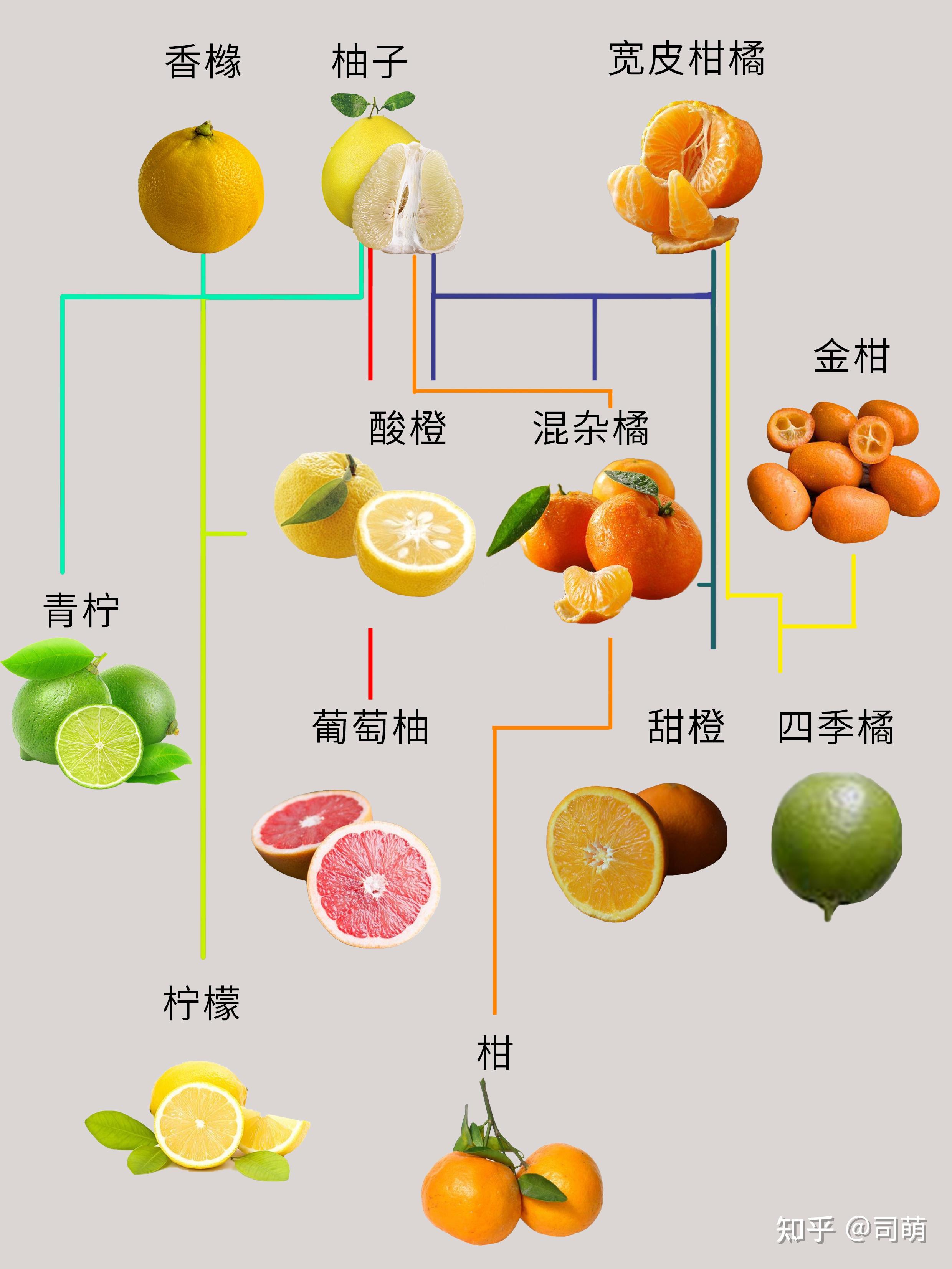 芸香科|堪比德国骨科的柑橘家族史 - 知乎
