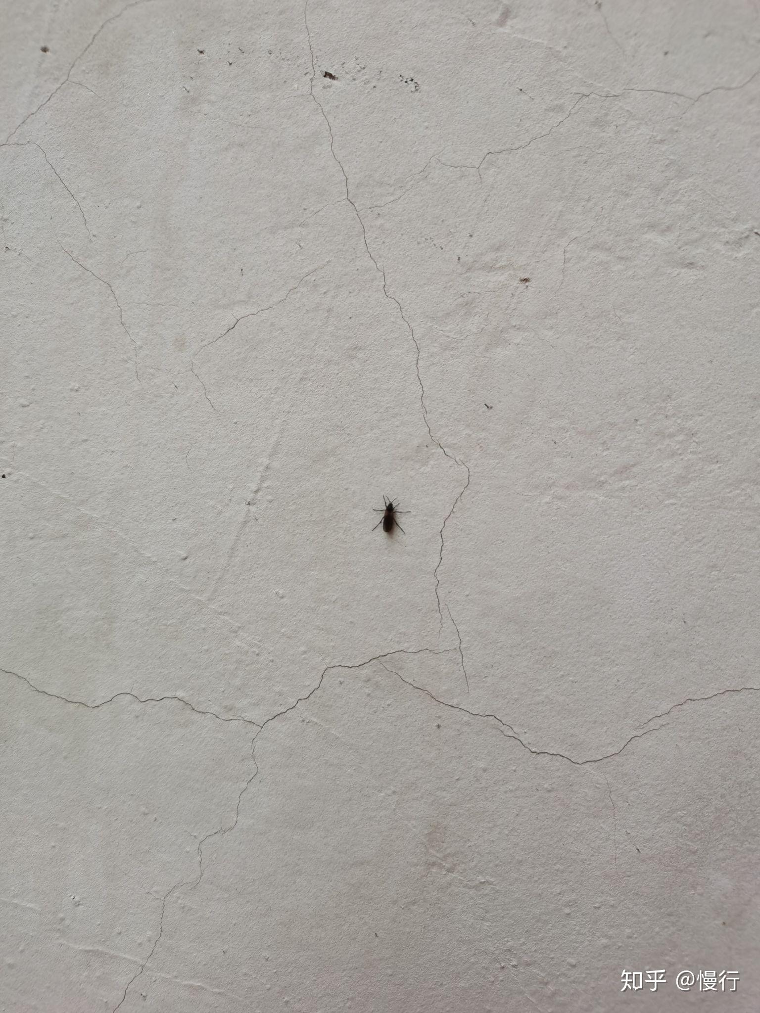 我家里地板上，柜门上看到这种小虫子，大概一毫米左右，非常小，能帮忙研究一下这是为什么？如何解决？_百度知道