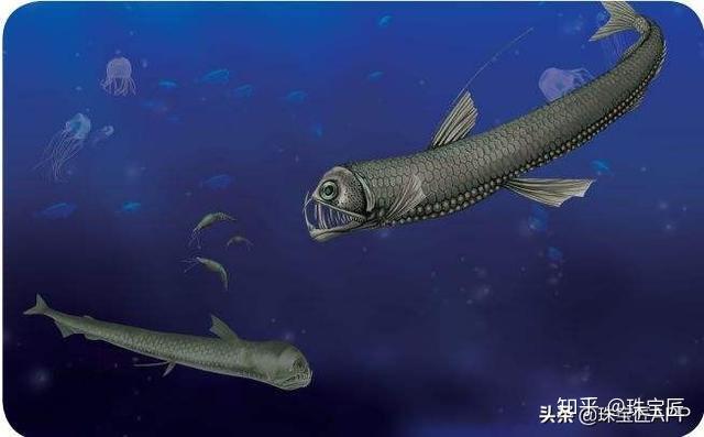 viper fish/ 毒蛇魚,別名蝰蛇魚,蝰魚.