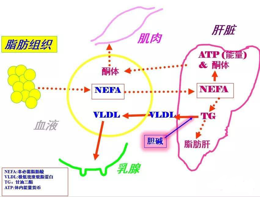 v2-c0e73882d334caa81ed11d7f4f2a84e8_1440w.jpg?source=172ae18b
