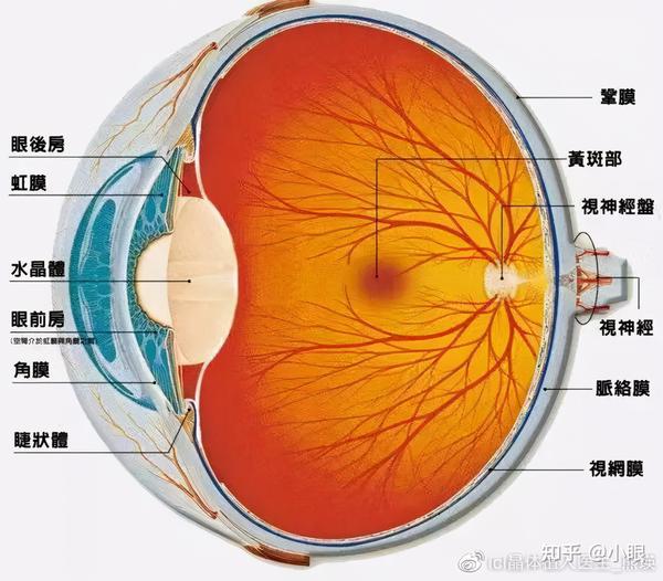 爱眼底|高度近视的你，眼底黄斑上可能产生哪些病变？ - 知乎