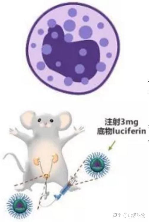 成像前使用3%戊巴比妥钠麻醉小鼠