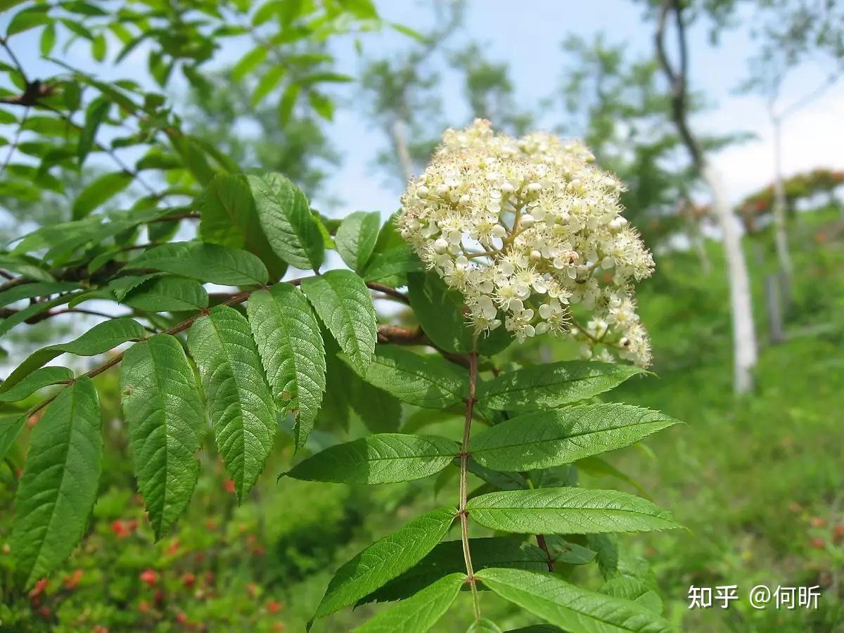 什么是楸 - 知乎