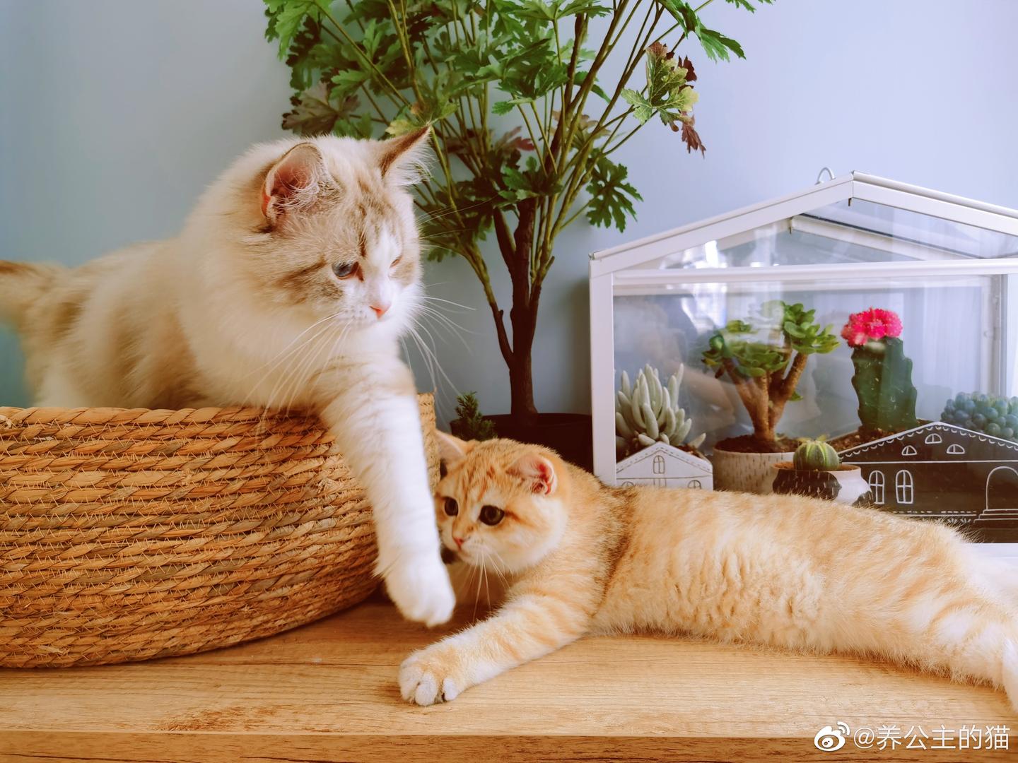 分享几组可爱的猫咪壁纸 知乎