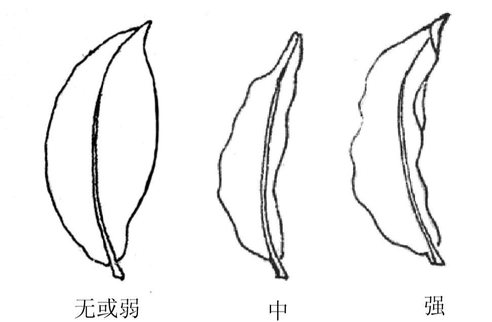 羽状网脉简笔画图片