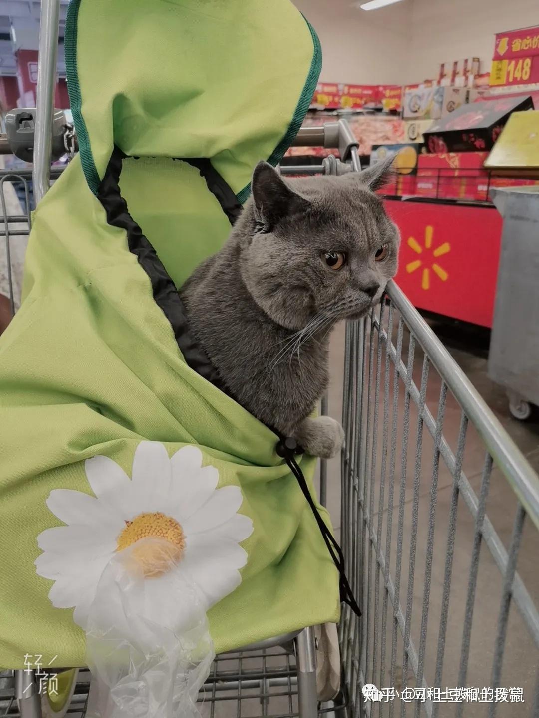 吸猫福利猫主子怎么可以这么可爱