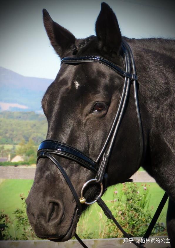 鞍具篇 常见的几种鼻革noseband 知乎