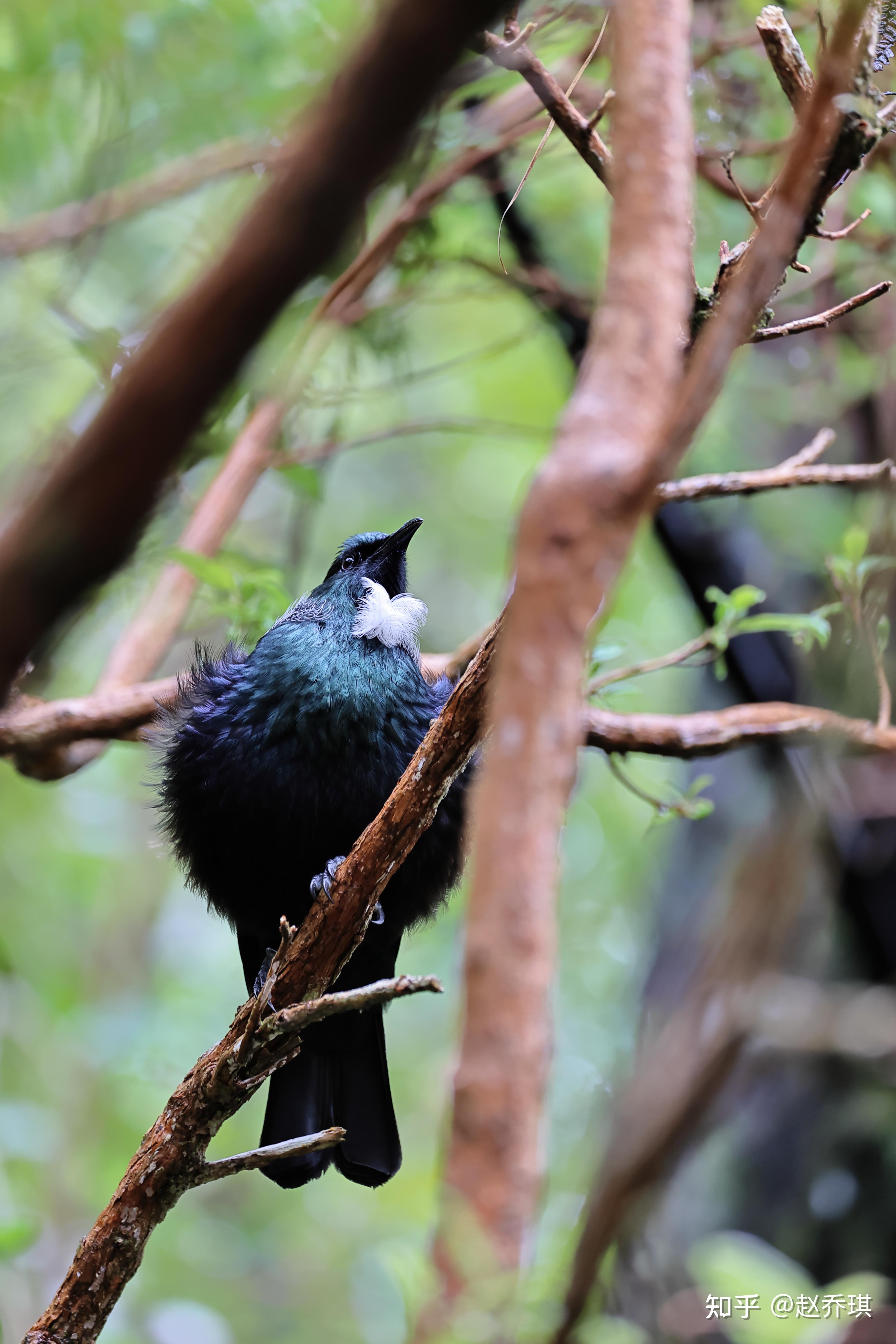 的最后奉上鸟种清单(68/47)家八哥,家麻雀,欧歌鸫,欧乌鸫,紫翅椋鸟,n