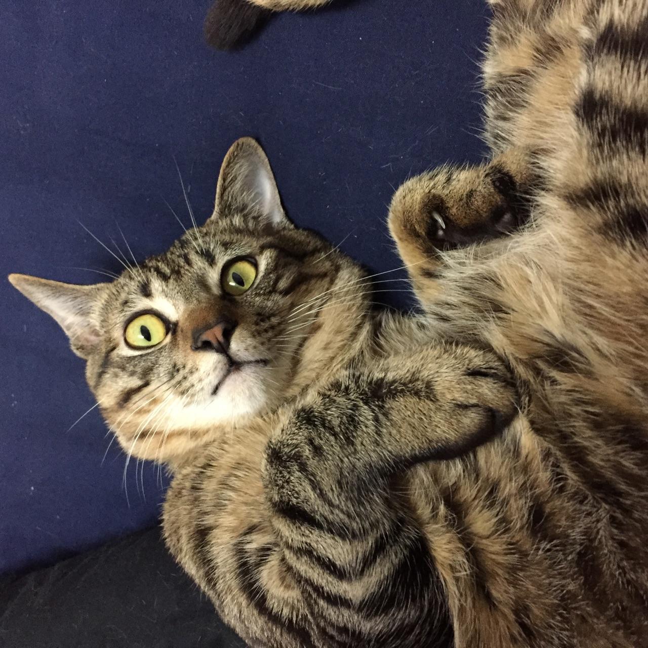 和猫一起睡觉是怎样的体验? - 孑一的回答