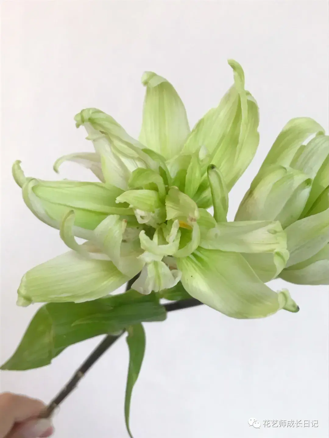 4 | 绿精灵百合,铁头归铁头,但美是真的!