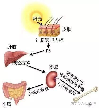 晒太阳可以补钙 原来是这么回事 知乎
