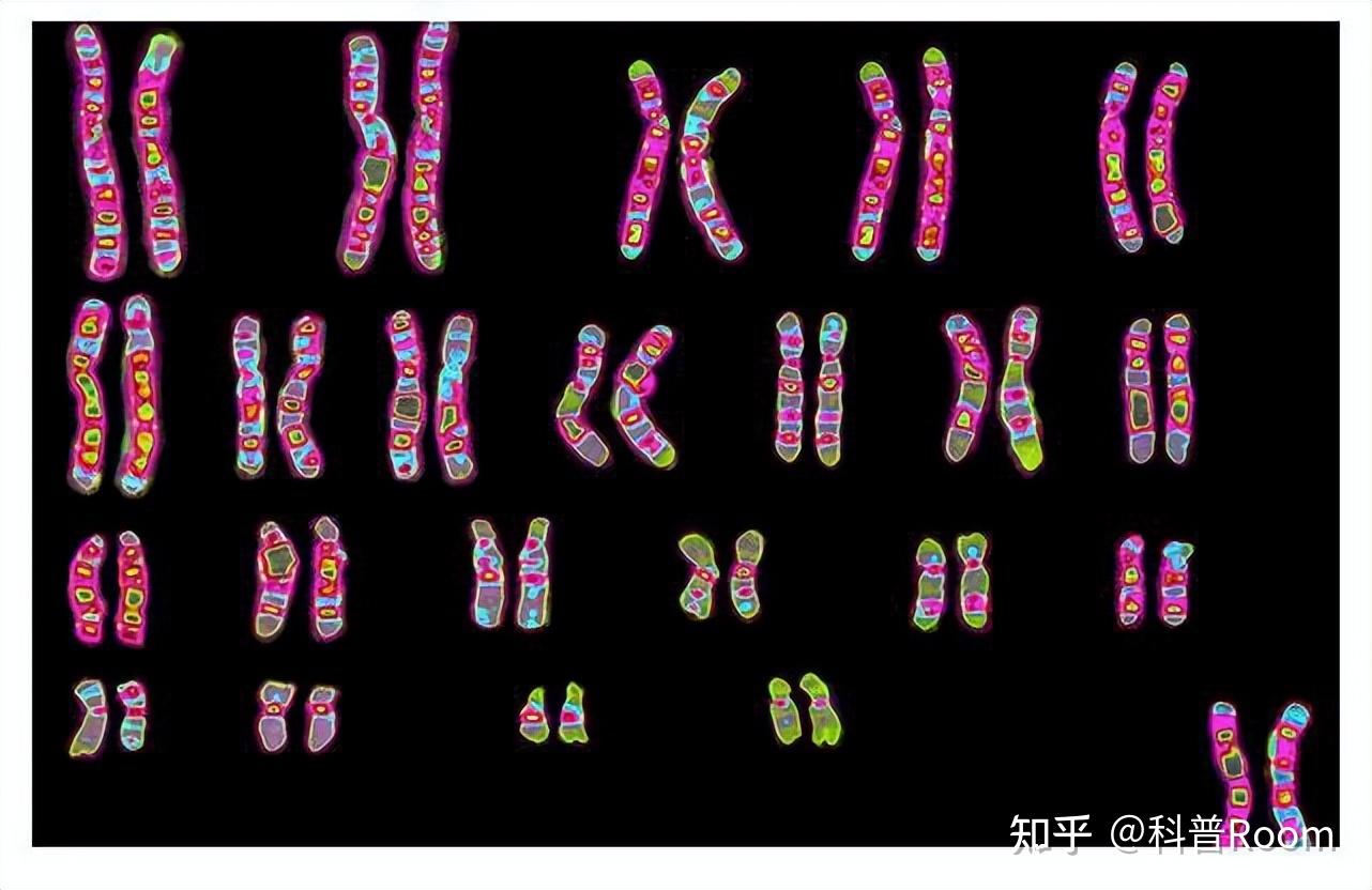 神秘丢失的两条染色体能否揭示人类的起源？ - 知乎