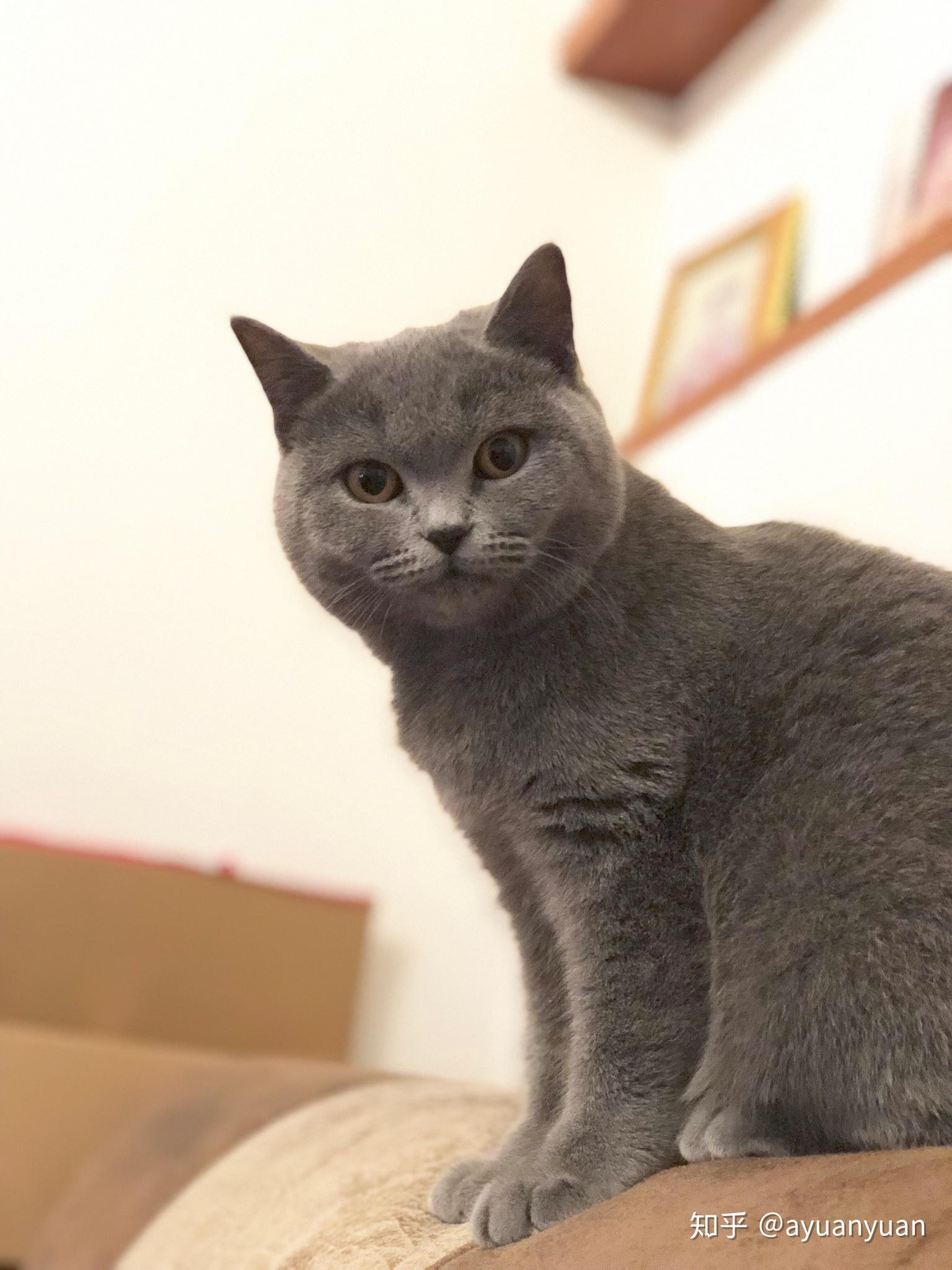 英短蓝猫脸超尖怎么破