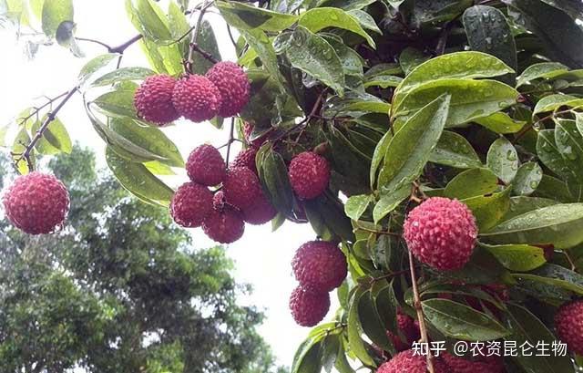 荔枝怎样让果实快速膨大?荔枝增大增甜防裂用金泰靓叶面肥喷施 - 知乎