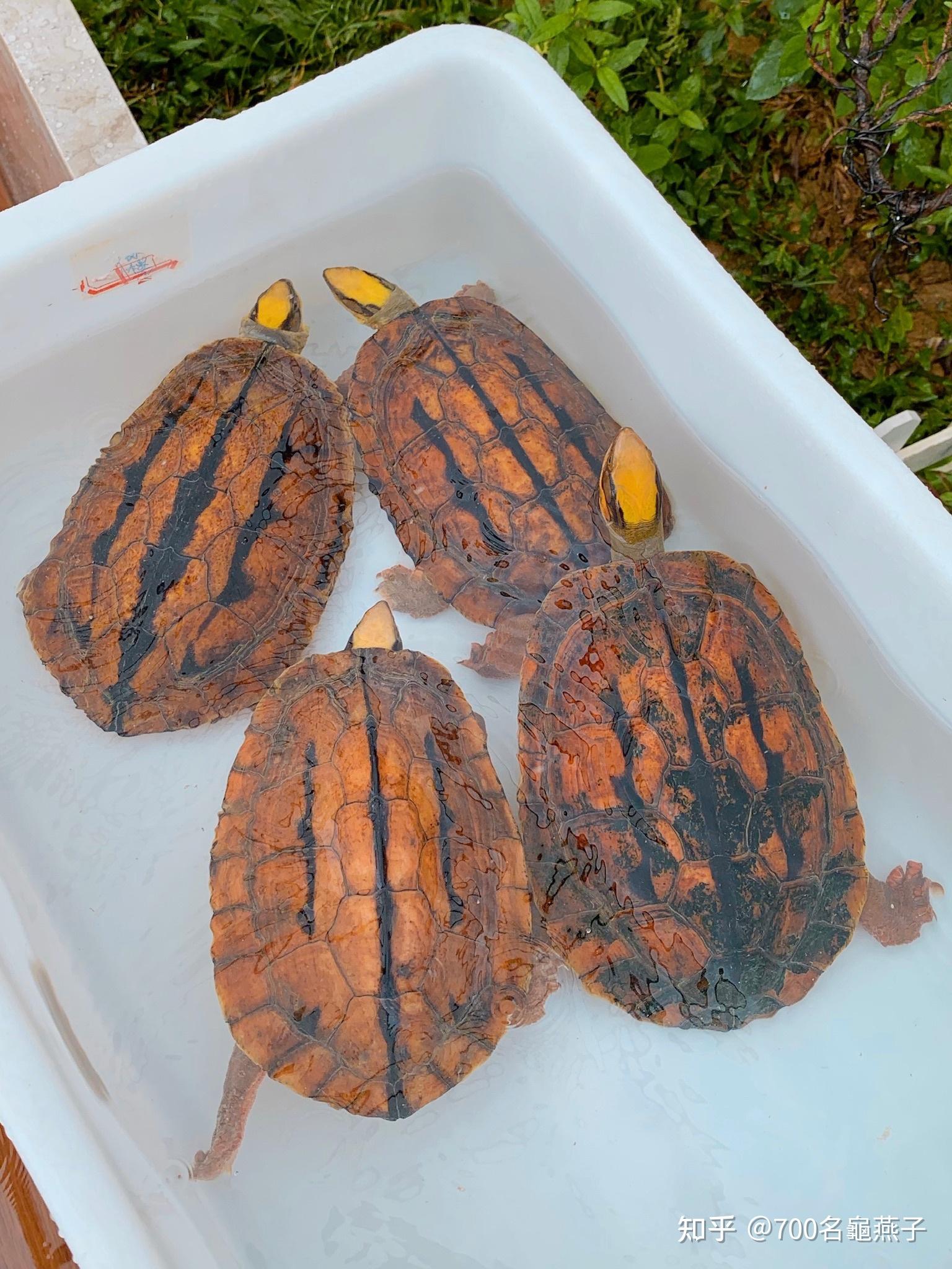 海南种金钱龟成熟黄头公大小齐全缺公的福音