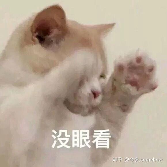 歪头猫表情包 v2-c13e3a9e3d9429dd2d597ae54ad4d806_r.jpg