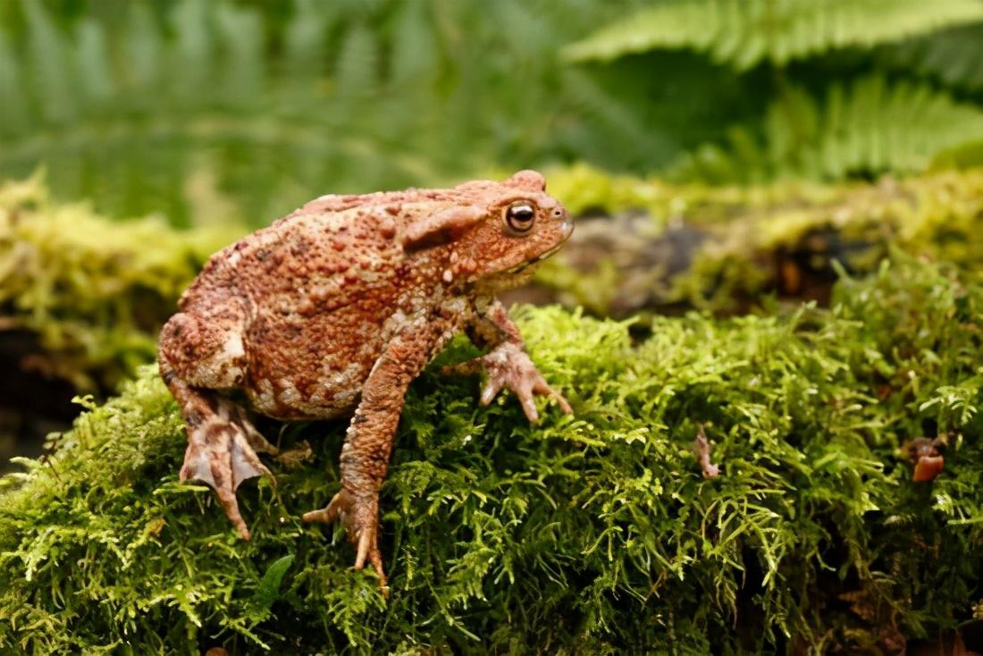 世界最大毒蟾入侵澳洲从小就同类相食狗舔了它都会变成瘾君子