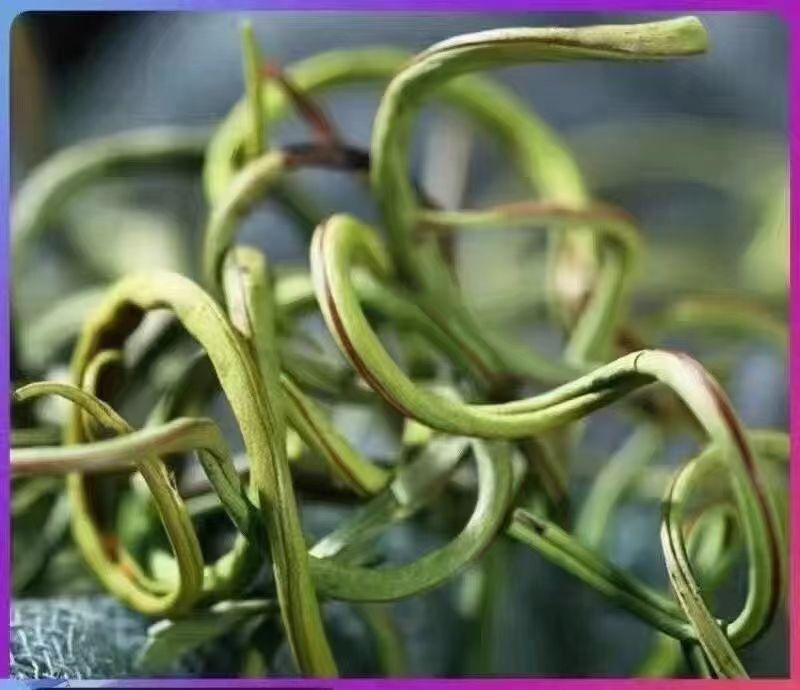 结石克星野生化石草一草破石自在放心