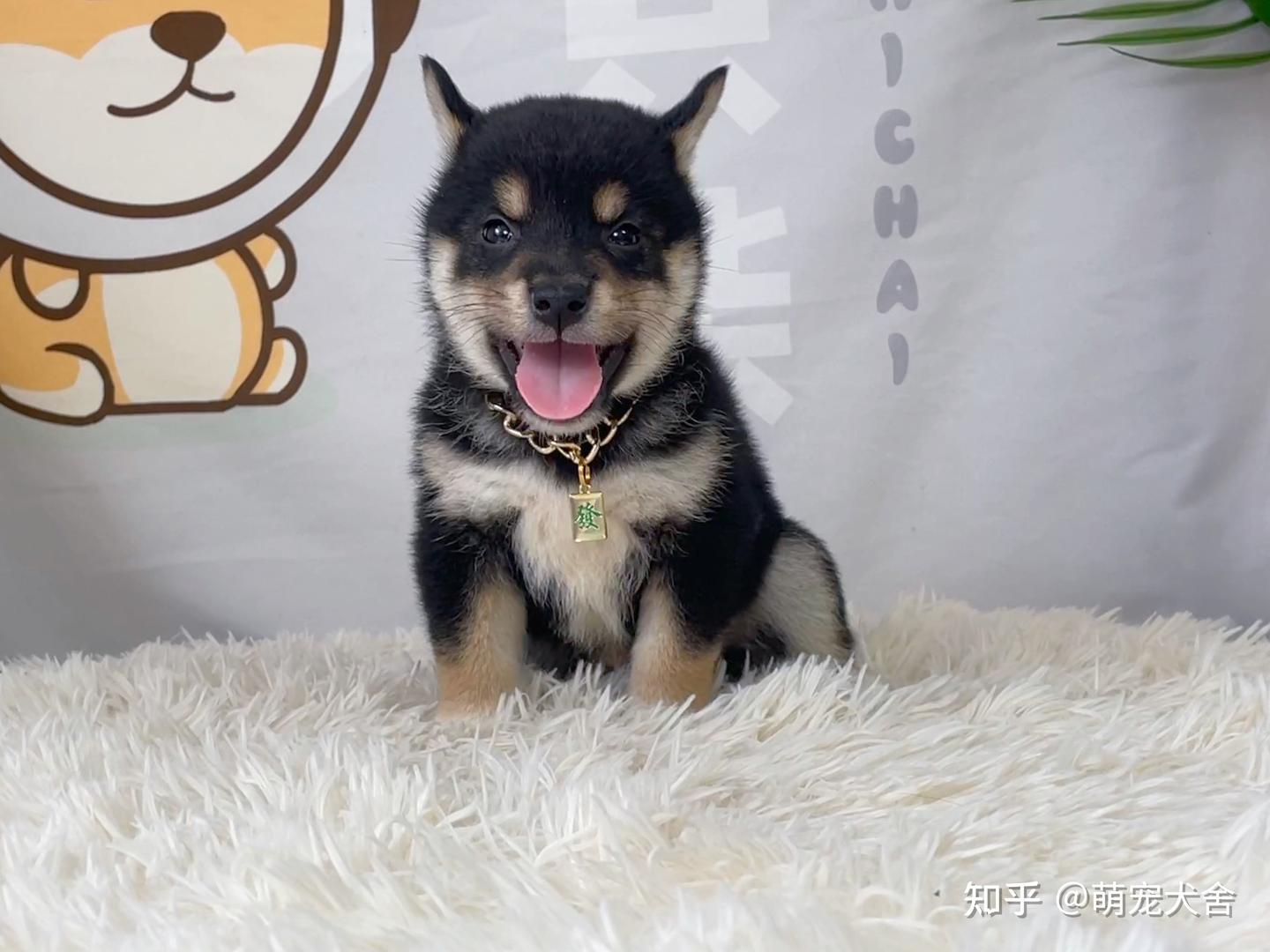 如何挑选出品质好的黑色柴犬? - 知乎