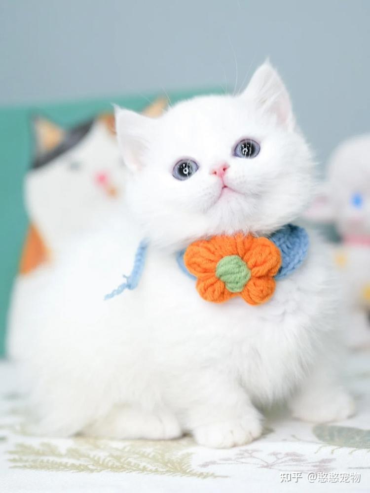 不看不知道矮脚猫到底因为啥受欢迎