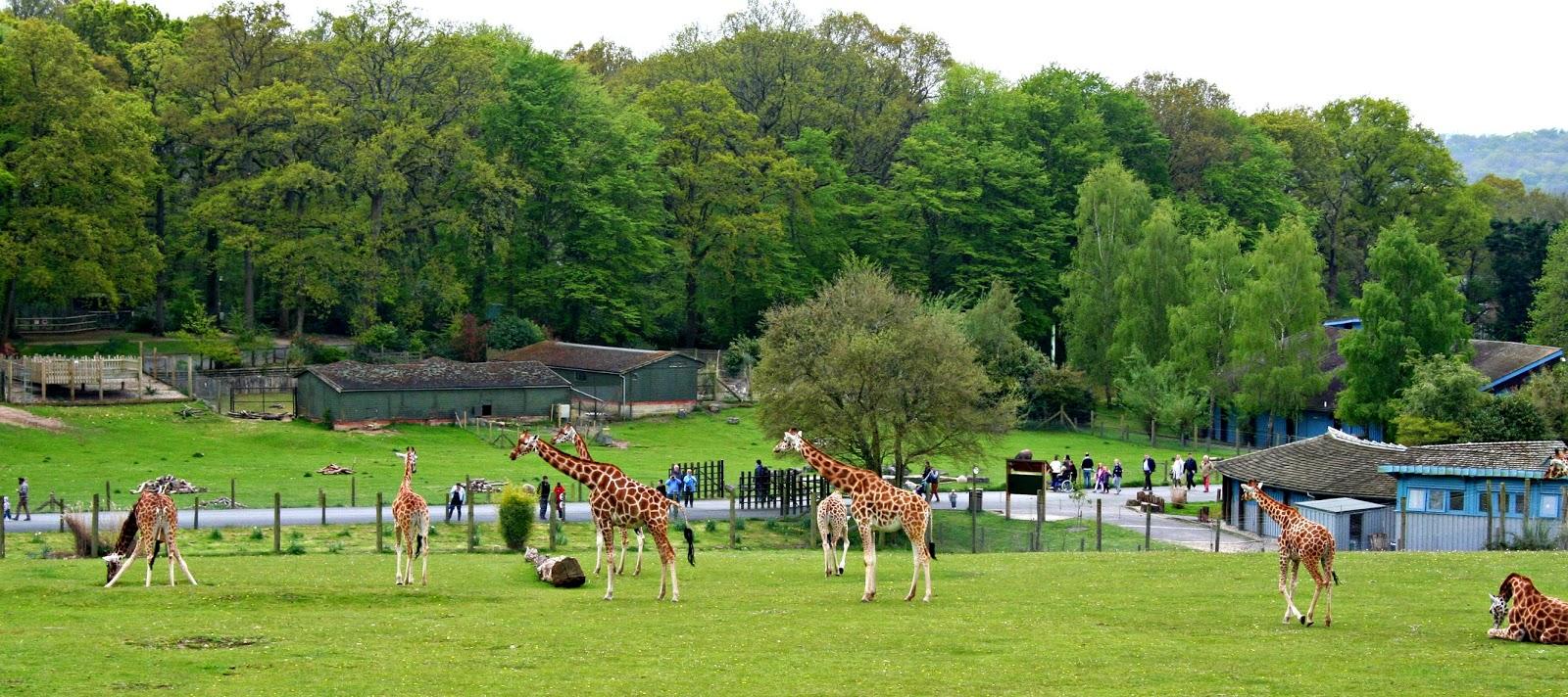 走走旅行zouzoutravel小知识盘点英国最受欢迎八大动物园