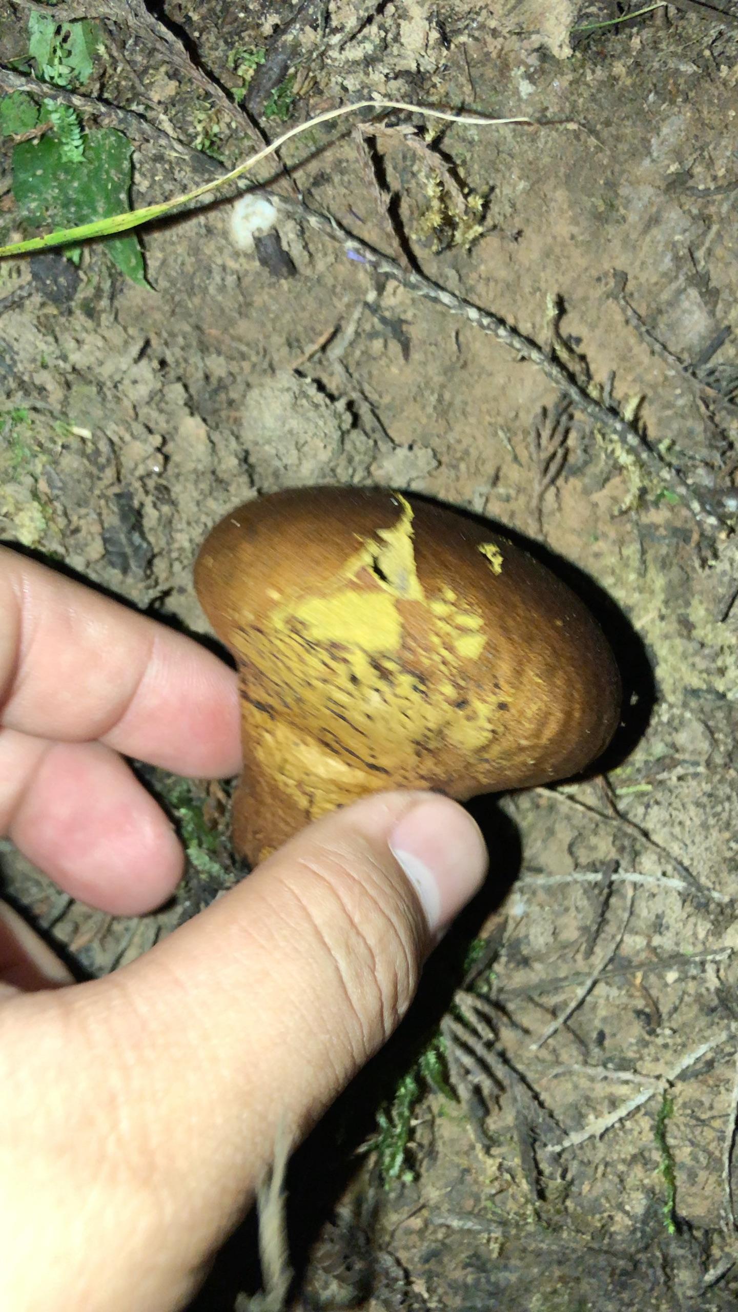 山上看到的蘑菇这是什么品种?