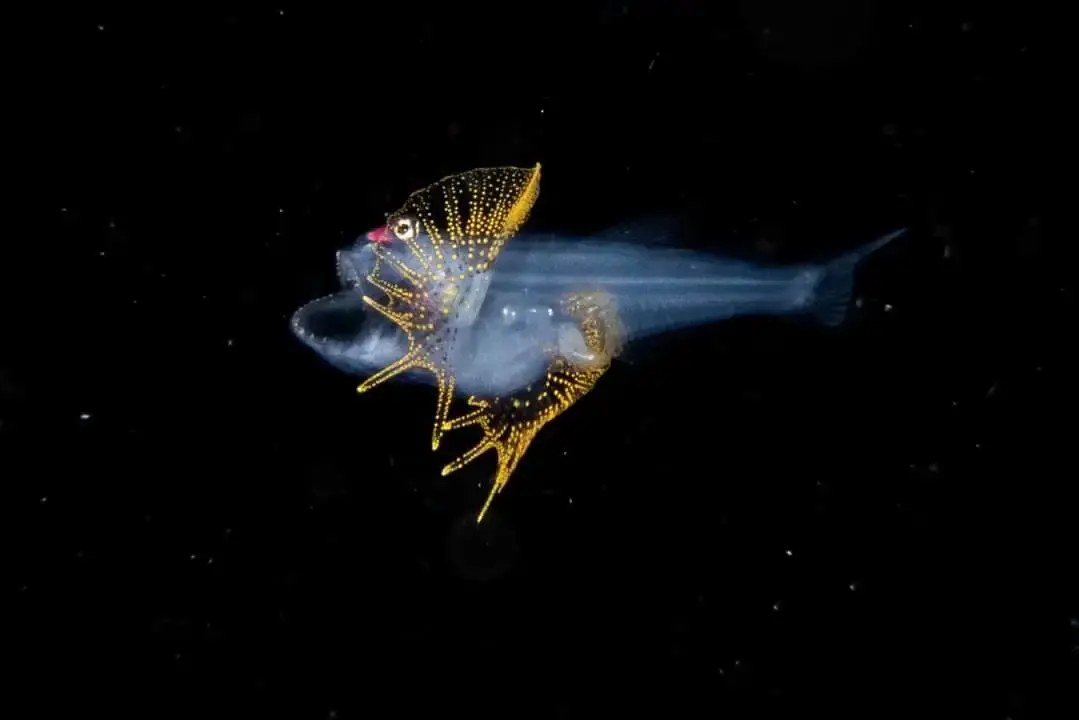 灯笼鱼的眼睛(作者:高原长蛸)