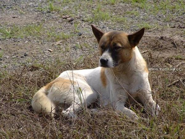 我们的大黄 中华田园犬 知乎