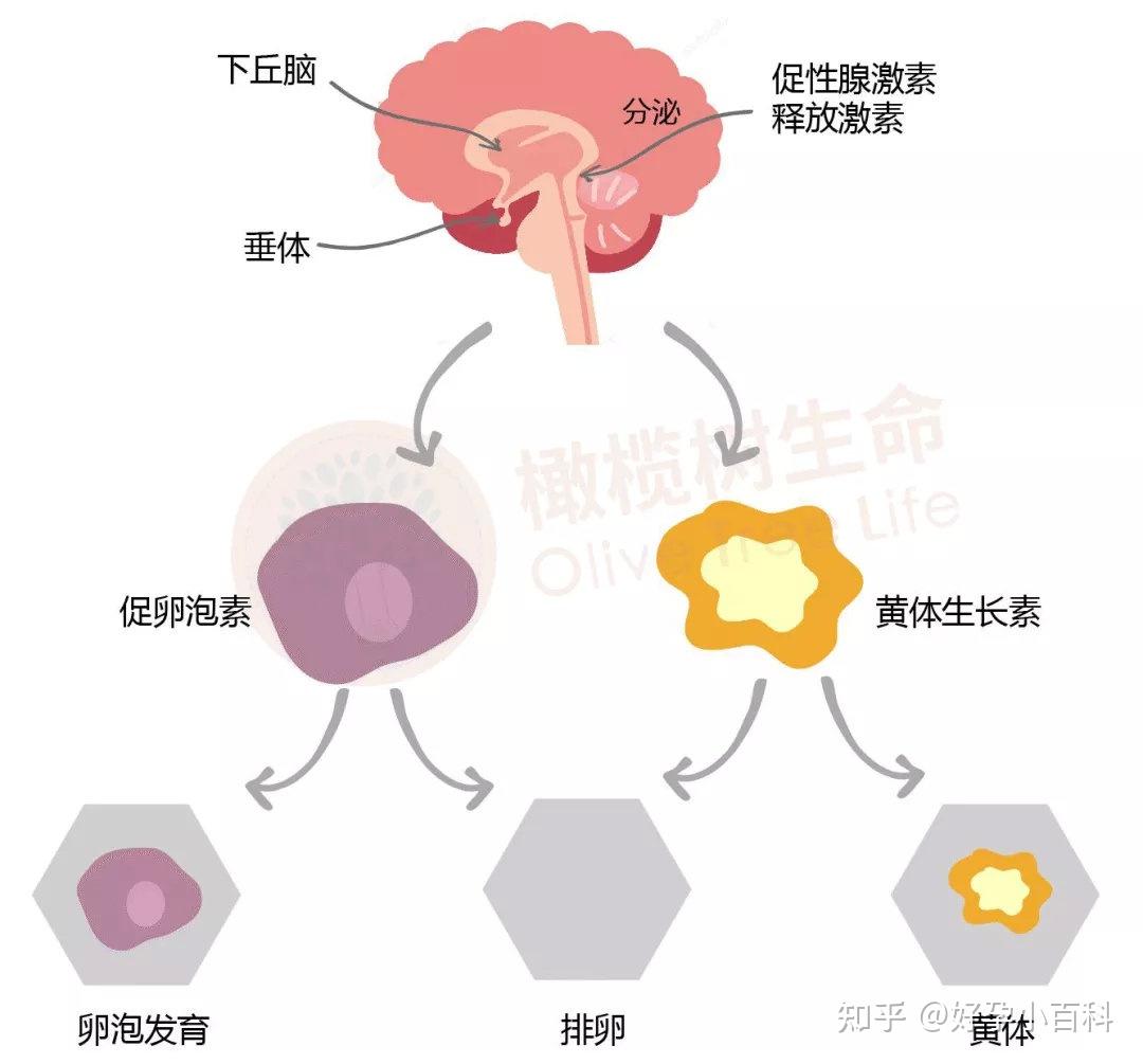 可以促进或抑制促性腺激素的释放,从而间接影响卵巢功能