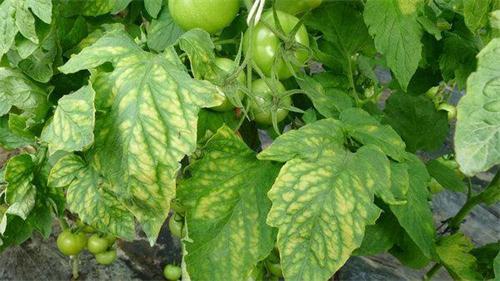 作物缺素症状综合整理 - 知乎