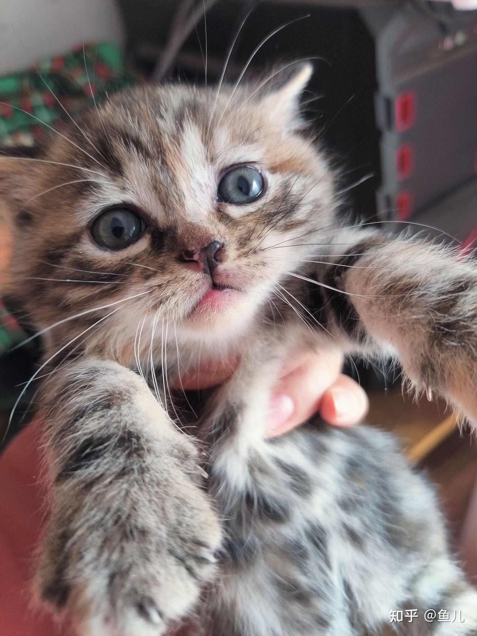 烟色小虎猫找领养