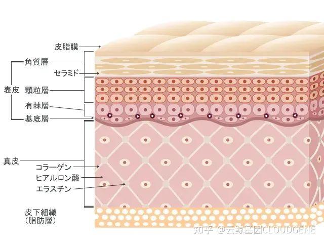 皮肤真皮层结构图图片