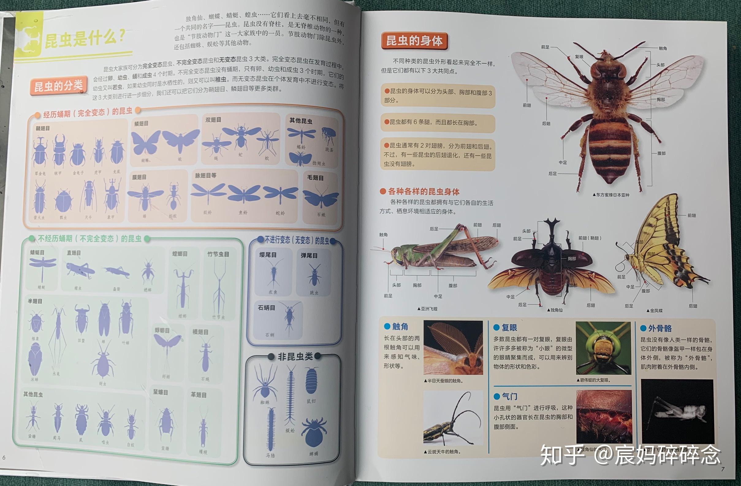 昆虫学图片