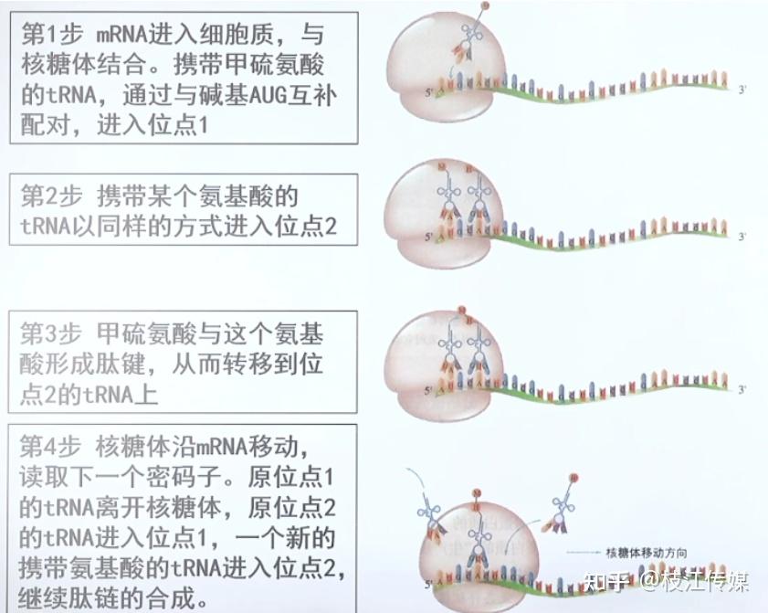 基因翻译过程图片