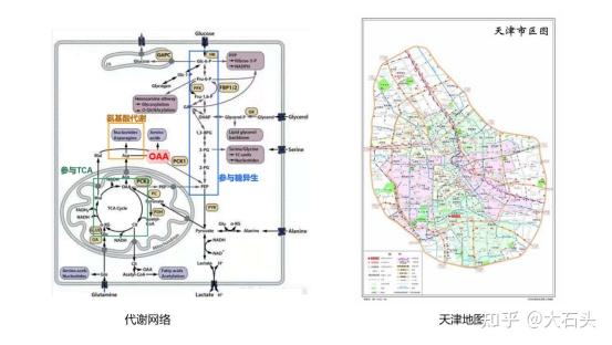 代谢网络模型驱动高效产品合成路径设计 - 知乎